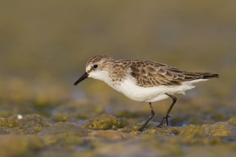 Little Stint (Calidris minuta), Oman