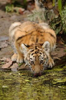 A tiger cub drinking water on an overgrown bank, Siberian tiger (Panthera tigris altaica), captive,