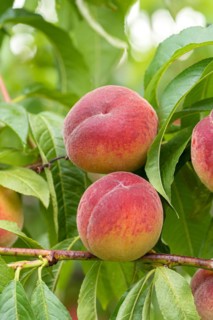 Peach (Prunus persica 'Dixired'), Baum- und Rebschule Schreiber KG, Austria