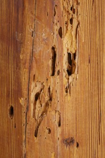 A wooden beam eaten away by woodworm in the attic of a flat, photographed in Berlin, 21/08/2024