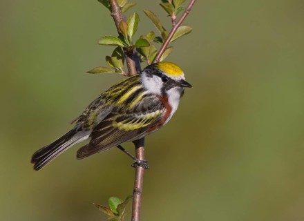 Chestnut-sided Warbler (Setophaga pensylvanica) male, Michigan, USA