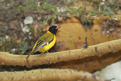 Black-headed Oriole (Oriolus larvatus), Lake Baringo, Kenya
