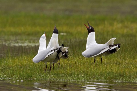 Andean Gull (Chroicocephalus serranus), Ecuador