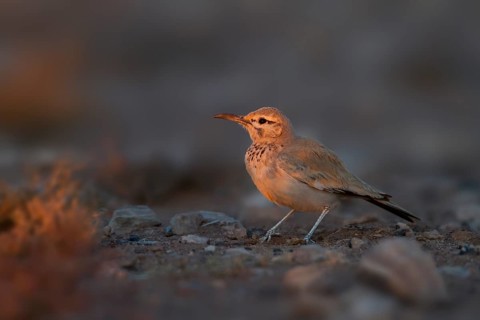 Greater Hoopoe Lark - Wüstenläuferlerche - Alaemon alaudipes ssp. alaudipes, Morocco