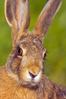 European hare (Lepus europaeus), European hare, brown hare, portrait, Wachenheim, Bad D¸rkheim