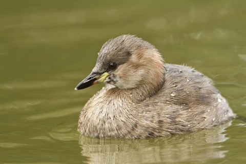 Little Grebe (Tachybaptus ruficollis) juvenile, Rhineland-Palatinate, Germany