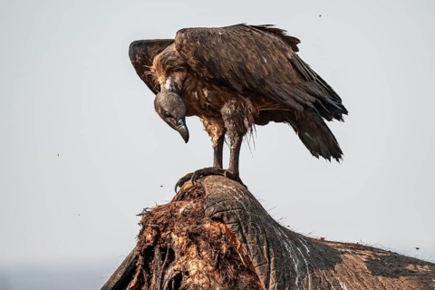 White-backed vulture (Gyps africanus), vulture feeding on the carcass of an elephant, Ihaha, Chobe
