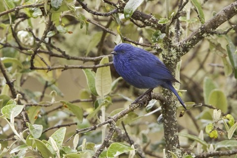 Tit-like Dacnis (Xenodacnis parina), Ecuador