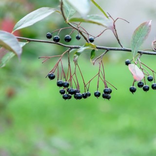 Bald chokeberry (Aronia melanocarpa 'Morton'),  Germany