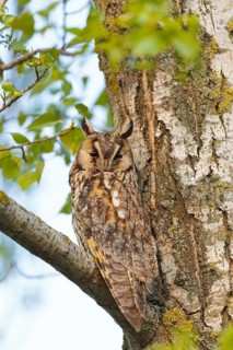 Long-eared Owl (Asio otus), Lake Neusiedl, Autria