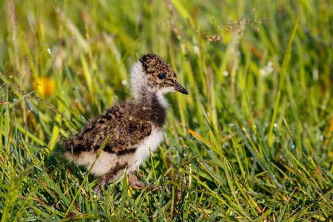 Northern Lapwing (Vanellus vanellus) chick, Netherlands