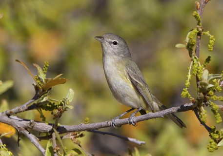 USA, Arizona. March