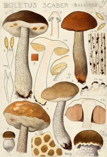 Mushroom, Mushrooms, Birch bolete, Boletus scaber or Krombholzia scabra, Birch bolete, authentic