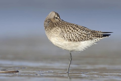 Bar-tailed Godwit (Limosa lapponica), Netherlands