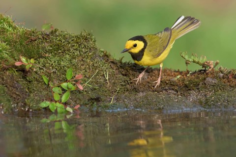 Hooded Warbler (Setophaga citrina) male at a waterhole, Texas, USA
