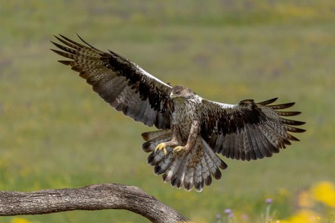 Bonelli's eagle (Aquila fasciata), landing, Andalusia, Spain