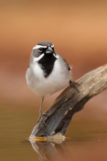 Black-throated Sparrow (Amphispiza bilineata), Texas, USA