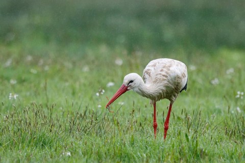 White Stork (Ciconia ciconia) foraging in the rain, North Rhine-Westphalia, Germany