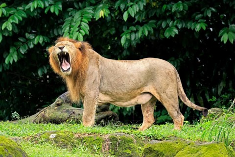 Lion (Panthera leo), adult, male, yawning