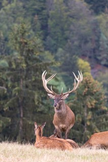 Red Deer buck standing on a meadow in autumn. Accompanied by some females. Trees in background
