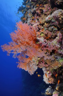 Hemprich's Tree Coral (Dendronephthya hemprichi)