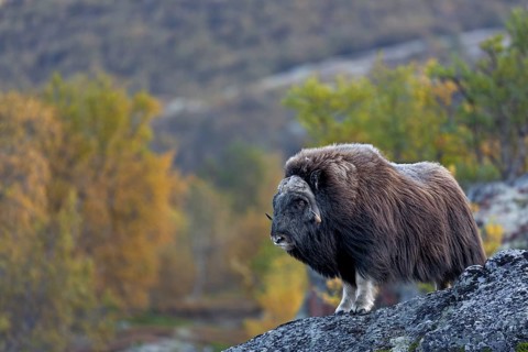Musk oxen (Ovibos moschatus) are impressive animals and it is a great pity that the Norwegians have