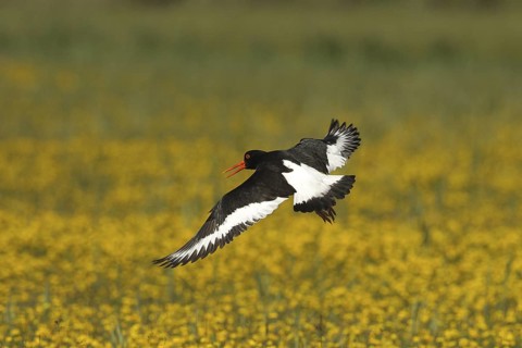 Eurasian Oystercatcher (Haematopus ostralegus) calling in flight, Texel, Netherlands