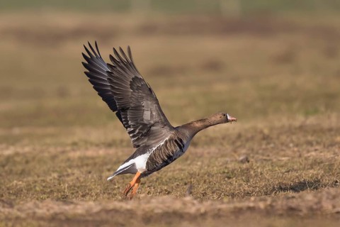 Greater White-fronted Goose (Anser albifrons) taking flight, North Rhine-Westphalia, Germany
