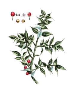 Ruscus aculeatus, Butcher's broom, digital reproduction of a historical original, between 1790 and
