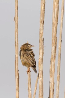 Zitting Cisticola (Cisticola juncidis), Morocco