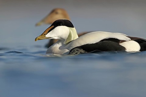Common Eider (Somateria mollissima) male, Rapperswil, Switzerland