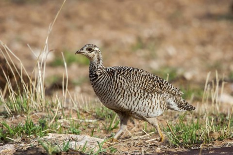 Lesser Prairie-Chicken Tympanuchus pallidicinctus Milnesand, New Mexico, United States 11 May Adult