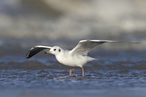 Black-headed Gull (Chroicocephalus ridibundus) juvenile flying, Netherlands