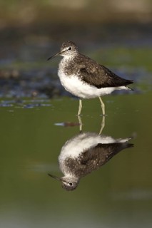 Green Sandpiper (Tringa ochropus), Castile-La Mancha, Spain
