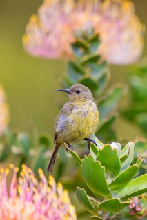 Orange-breasted sunbird (Anthobaphes violacea), Nectarinia violacea, Orange-breasted Sunbird,