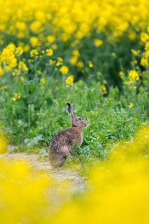 European brown hare (Lepus europaeus) foraging in yellow rape field, rapefield flowering in spring