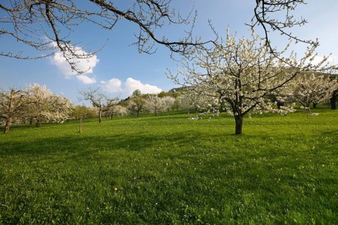 Dettinger Kirschenweg and Kirschenheimat, cherry growing tradition in the Erms Valley, cherry tree