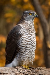 Northern Goshawk (Accipiter gentilis), Subotica, Serbia