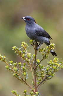 Red-crested Cotinga (Ampelion rubrocristatus), Bosque Unchog Reserve, Peru