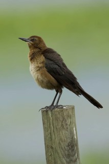 Boat-tailed Grackle (Quiscalus major) female, Florida, USA
