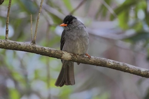 Malagasy Bulbul (Hypsipetes madagascariensis), Isalo, Madagascar