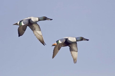 Northern Shoveler (Spatula clypeata) male flying, British Columbia, Canada