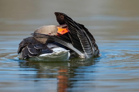 Greylag Goose (Anser anser) preening, Lower Saxony, Germany