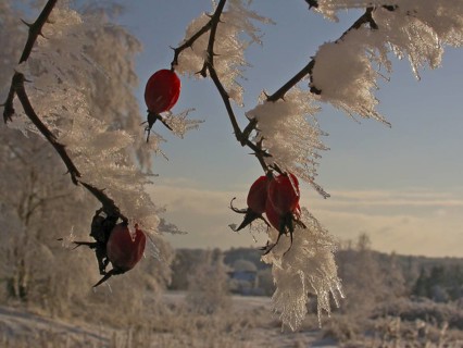 Schnee- und eisbedeckte Hagebutten der Hunds-Rose (Rosa canina) im Winter, Baden-Württemberg,
