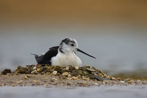 Black-winged Stilt (Himantopus himantopus) male on nest, North Rhine-Westphalia, Germany