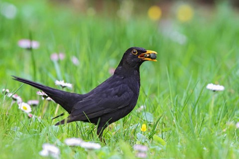 Common Blackbird (Turdus merula) male with berries in beak on a meadow, Bavaria, Germany