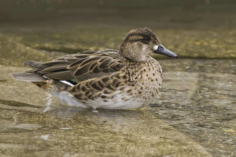 Baikal Teal (Sibirionetta formosa) female, Illinois, USA