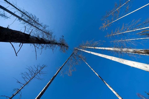 Dead Spruce (Picea abies) trees, Primeval forest Urwald Sababurg, Hofgeismar, Weser Uplands,