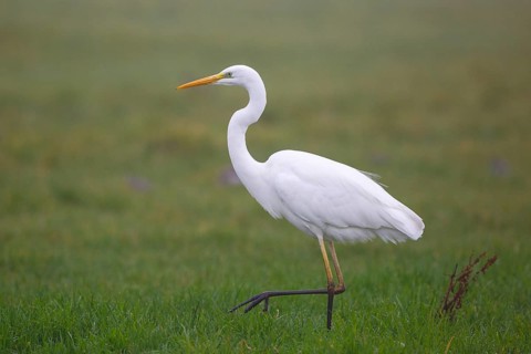 Great Egret (Ardea alba), Netherlands