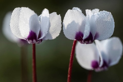 Early spring cyclamen (Cyclamen coum), Emsland, Lower Saxony, Germany